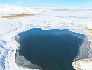 New bird species spotted in Lake Çıldır