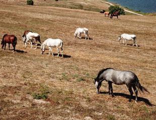Istanbul Municipality rescued nearly 1200 horses from Princes’ Islands last year