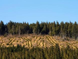 Turkey’s damaged forest lands brought back to life