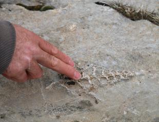 70 million-year-old gastropod fossil found in Turkey