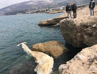 Carcass of 12-meter-long fin whale washes ashore