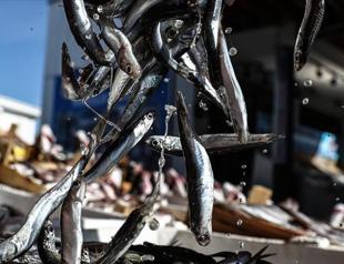 Export of fishery products up 17% in February