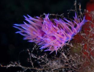 Vivid world of Mediterranean Sea in book