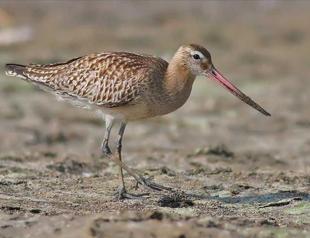 Mongolian plover latest species to be spotted in Hatay province
