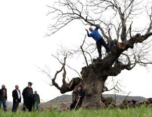 Residents care for six-century-old tree