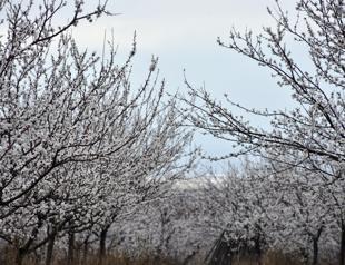 Three-day festival to spotlight apricots