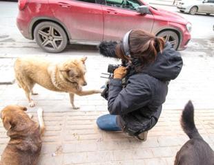 Istanbul stray dogs get own starring roles in new film