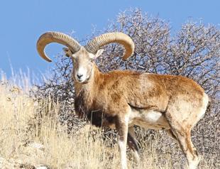 Ministry increases fines for illegal hunting of wild animals