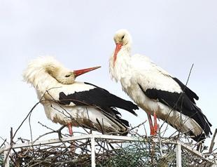 Stork population to be protected with artificial nests