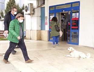 Dog waits for sick owner in front of hospital for two weeks