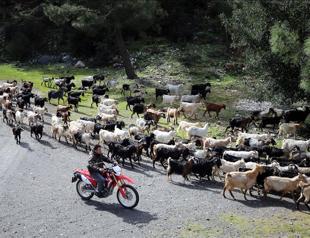 Tech-savvy shepherd herds goats with drone