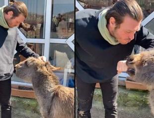 Famous Turkish actor adopts donkey foal