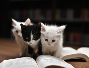 Institute classifies cats as alien invasive species