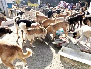 Turkish animal rescue hosts 700 mostly disabled dogs