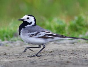 Bird sanctuary finally welcomes its wayworn guests