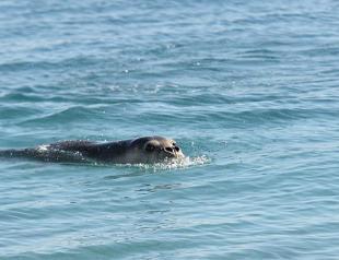 Endangered monk seals spotted along Turkish Cypriot coast