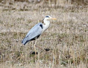 Eastern Turkish city becomes hub for migratory birds