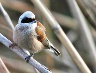 Hersek Lagoon: Summer birds’ incubation spot