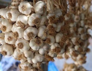 EU grants Turkish garlic geographical indication