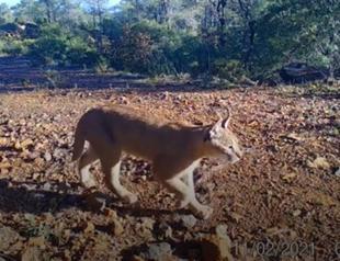 Caracal photographed in Muğla