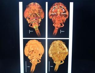 Newly detected fish-dwelling parasite named after Turkey’s Adana province