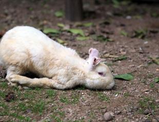 Two friends save life of severely injured lab rabbit
