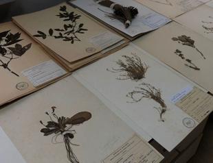 ‘Plant library’ in Istanbul hosts some 37,000 species