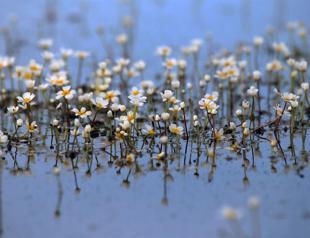 Newly blossomed water buttercups fascinate photography enthusiasts