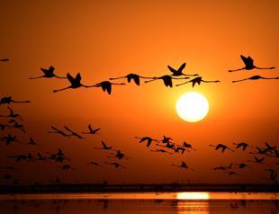 Flamingos come to Salt Lake