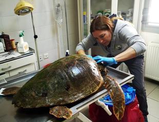 Officials save life of severely wounded Caretta caretta
