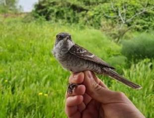 Small birds cross Black Sea overnight