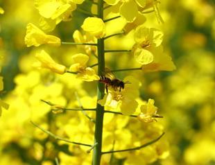 Canola fields in Turkey’s northwest turn yellow
