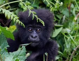 Gorilla among 200 endangered species threatened by conflict: Conservationists