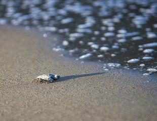 İztuzu beach welcomes endangered sea turtles