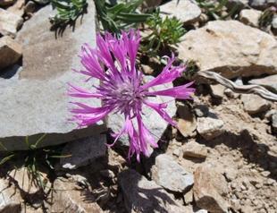New cornflower species discovered in eastern Turkey