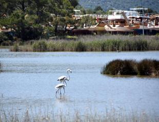 Two flamingos choose to stay back in Demre’s bird sanctuary