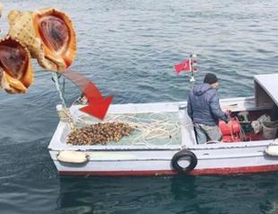 Fishermen hunt veined rapa whelks in Bosphorus to export to Far East