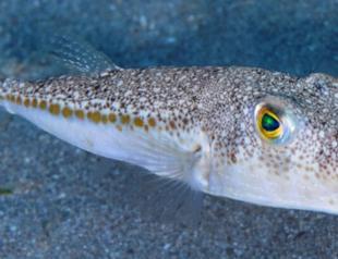 Project against puffer fish to benefit local fishermen