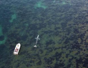 Lost in the Med: Pacific grey whale ventures far from home