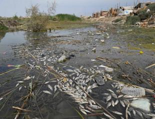 Ancient Mesopotamian marshes threatened by Iraqi sewage, pollutants