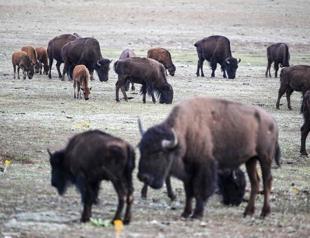 More than 45,000 people volunteer to kill 12 bison in US national park