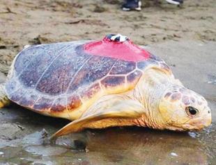 Caretta caretta named Tuba traveled 10,000 kilometers
