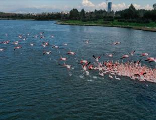 Gediz Delta to turn into ‘flamingo kindergarten’