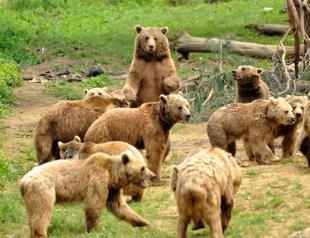Last dancer bear Brütüs surviving in Ovakorusu Shelter
