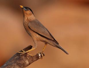 Some 289 bird species observed in Turkey this year