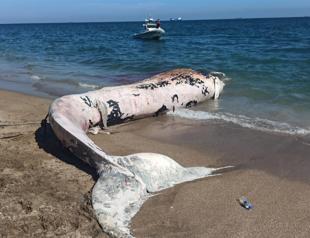14-meter fin whale washes ashore in Mediterranean province