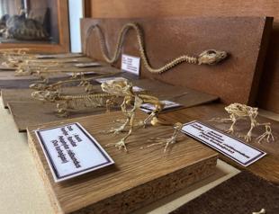 Museum displays skeletons of vertebrates