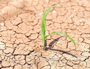 Increasing water scarcity is threatening agricultural production: Op-ed