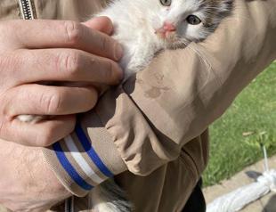 Feline sound from mobile phone helps rescue stranded kitten