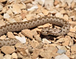 Habitat loss threatens critically endangered viper